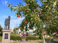 飯田のりんご並木　写真